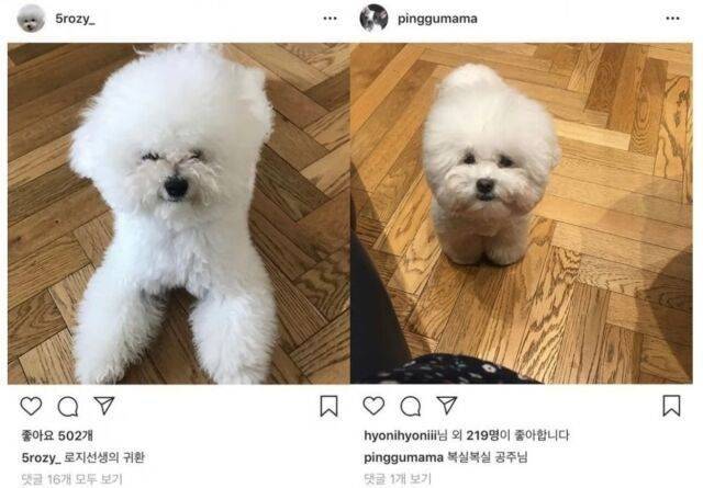 ▲ 차정원과 황보라가 올린 강아지 사진. 출처| 차정원, 황보라 인스타그램