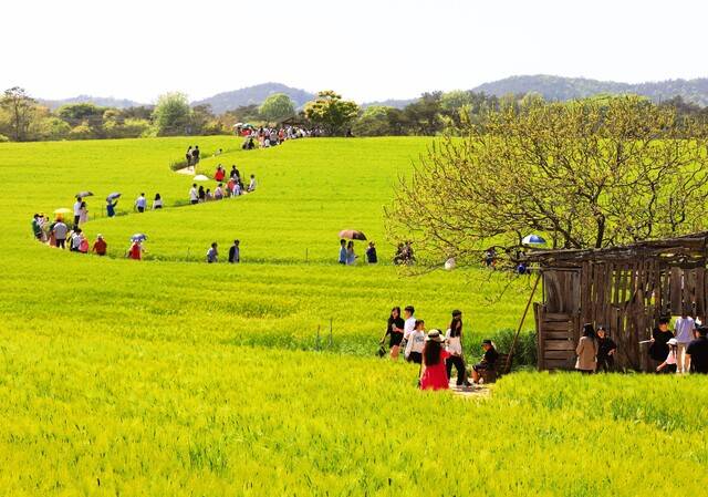 2025년 제22회 청보리밭 축제에는 51만 명의 방문객이 방문하였다. 사진제공=고창군
