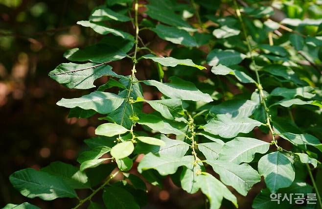 성남시 불곡산 광대싸리 사진. 카이스트 제공.