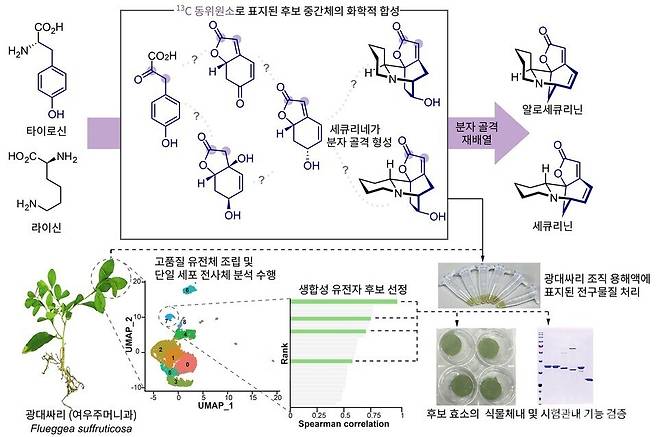유기화학과 단일세포전사체 분석을 통한 생합성 경로 규명. 사진 카이스트 제공.