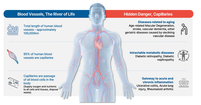 Curacle states on its website that CU01 targets microvascular dysfunction. (Source: Screenshot captured by reporter Jiwan Kim)