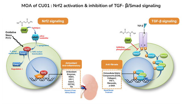 CU01 has a dual mechanism of action, activating Nrf2 and inhibiting TGF-β signaling. (Source: Curacle)