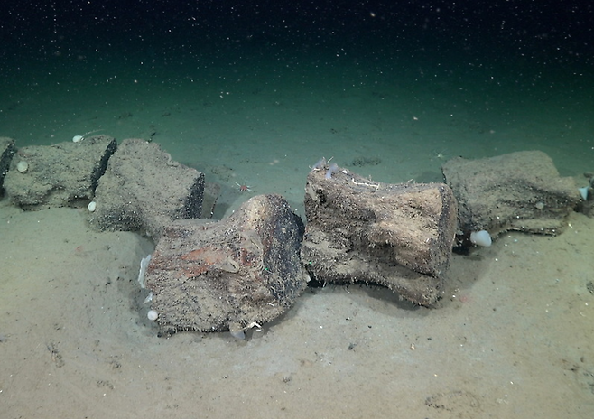 콜로라도 킬로미터 절벽에서 잠수 중 수심 약 3,890미터 지점에 가라앉은 고래 사체. 사진=슈미트 해양연구소