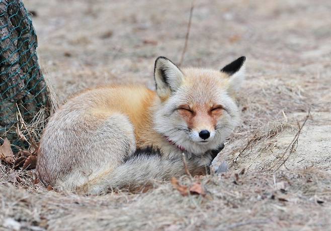 과거 한반도에서 살던 여우와 유전적으로 유사한 여우를 복원하기 위해 중국에서 여우(Vulpes vulpes)의 아종인 ‘Vulpes vulpes peculiosa’를 도입했다. 이 아종은 과거엔 한반도 전역과 중국 북동부, 러시아 등지에 서식했으나 현재는 중국과 러시아에서만 관찰된다. &nbsp;국립공원야생생물보전원 제공