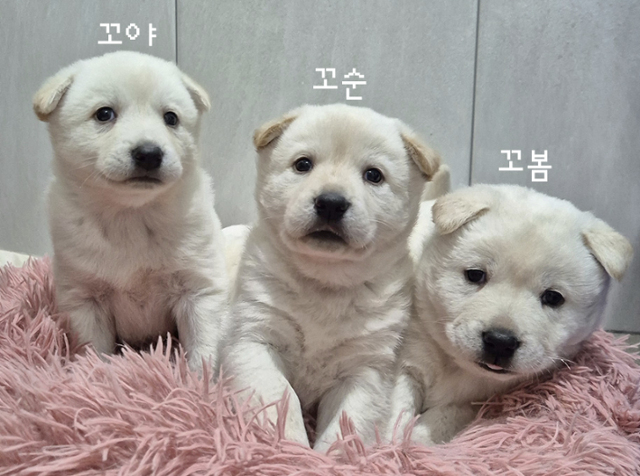 2개월령 당시 꼬야, 꼬순이, 꼬봄이. 동물자유연대 제공