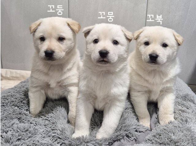 꼬둥이, 꼬묵이, 꼬북이. 동물자유연대 제공
