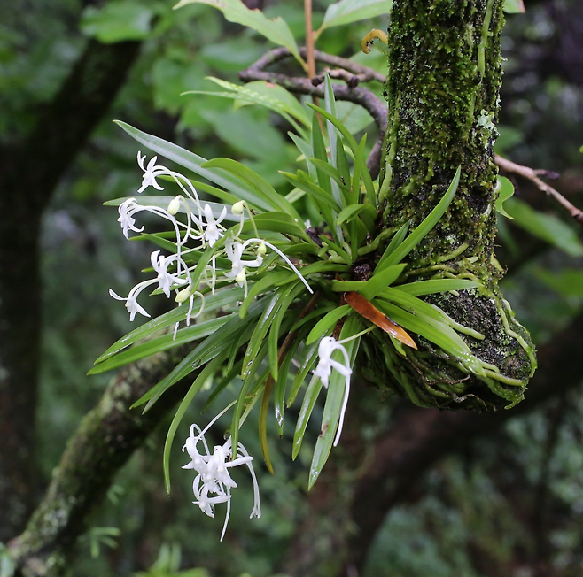 야생의 풍란은 멸종위기종이다.ⓒ허태임 제공