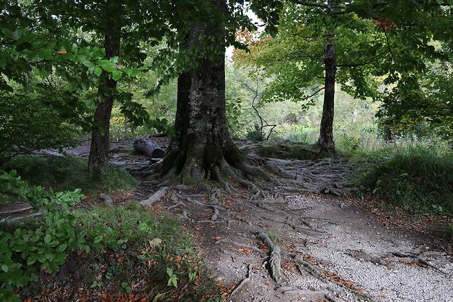 크로아티아 플리트비체 국립공원에서 찍은 유럽너도밤나무 발등.ⓒ허태임 제공