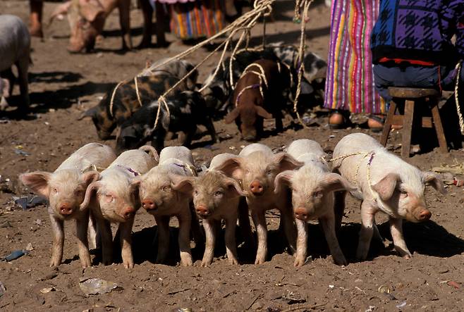 과테말라 시골 장터에 원주민들이 내몰고 나온 돼지 새끼들