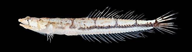 별바라기과의 한 종인 띠별바라기는 김진구 국립부경대 생물자원학과 교수가 제주도 모슬포에서 채집했다. 평소에는 모래자갈 속에 숨어 있다가 곤쟁이 등 소형갑각류가 접근해 오면 엄청난 속도로 튀어 올라 먹이를 가로채 다시 원위치로 되돌아오는 특이한 습성을 가졌다. [국립부경대]