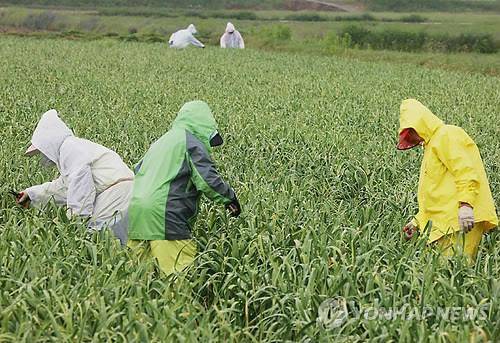 마늘밭에서 바쁘게 움직이는 농민들 [연합뉴스 자료사진]
