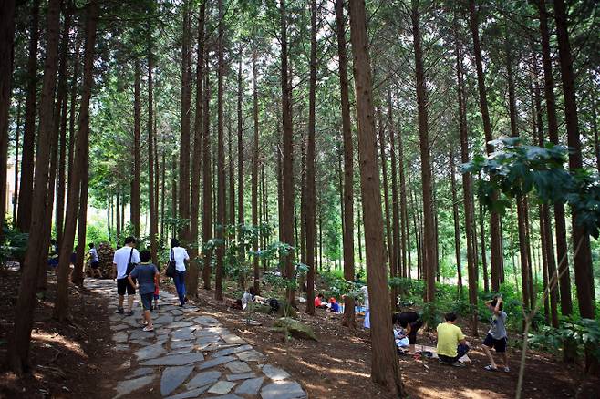 장흥 편백숲 우드랜드. /남도일보 DB