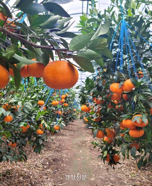 제주산 만감류 레드향. 제주도 제공