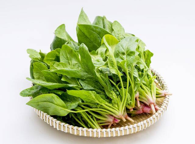 시금치. 클립아트코리아