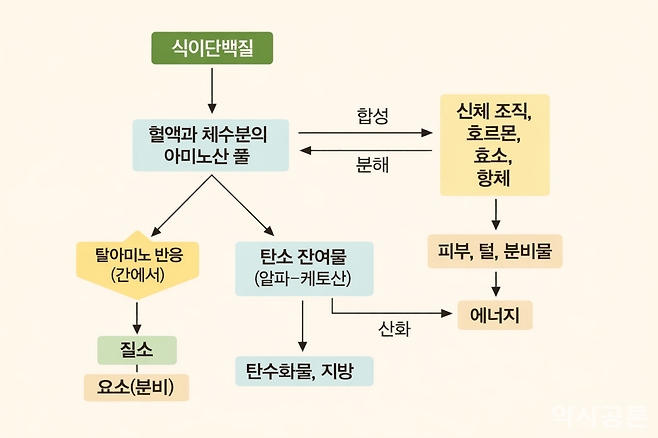 식이단백질 대사 경로 다이어그램. 약사공론DB.