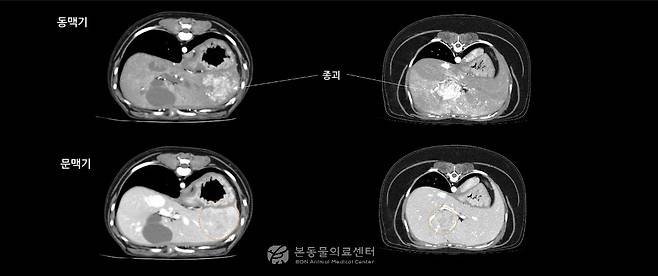 초음파와 CT 검사에서 매우 비슷한 소견을 보인 두 환견의 CT 영상(본동물의료센터 제공) ⓒ 뉴스1