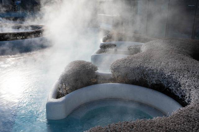 아산 도고온천 파라다이스 스파 도고 야외 유수풀 인근 조경수에 증기가 얼어 하얗게 서리로 내렸다.