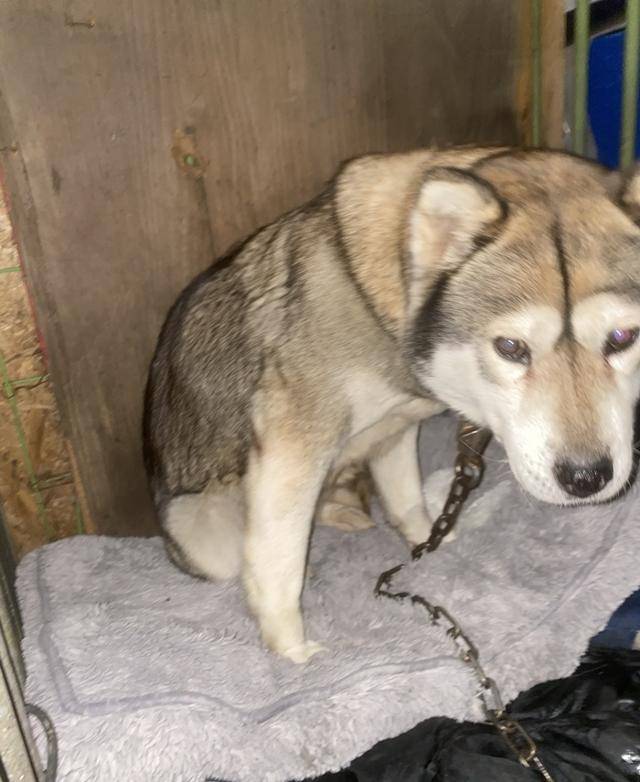 허진이를 안지 얼마 안 됐을 때의 사진이에요. 표정이 좋지 않아요. 보호자 제공