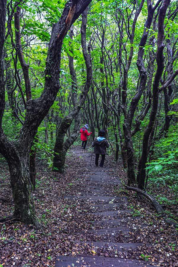 탐방로는 전체적으로 살짝 가파른 느낌이다. 천천히 오르내리는 게 요령이다.