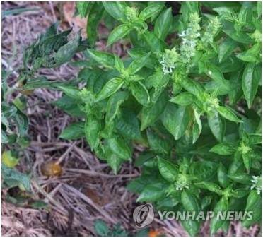 바질 [연합뉴스 자료사진]