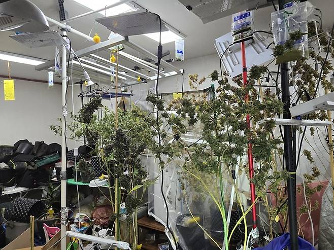 A씨 일당이 오산역 인근 상가에서 재배하고 있던 대마. 사진=마약범죄 정부합동수사본부