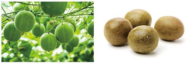 나한과와 건조시킨 나한과.