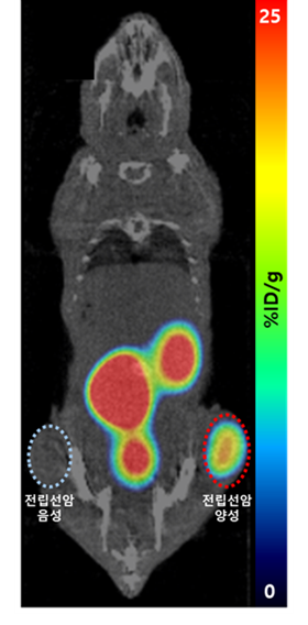 실험 쥐에 주입된 갈륨-68 방사성의약품 영상 모습으로 유효성을 검증하는 실험. 원자력연 제공.