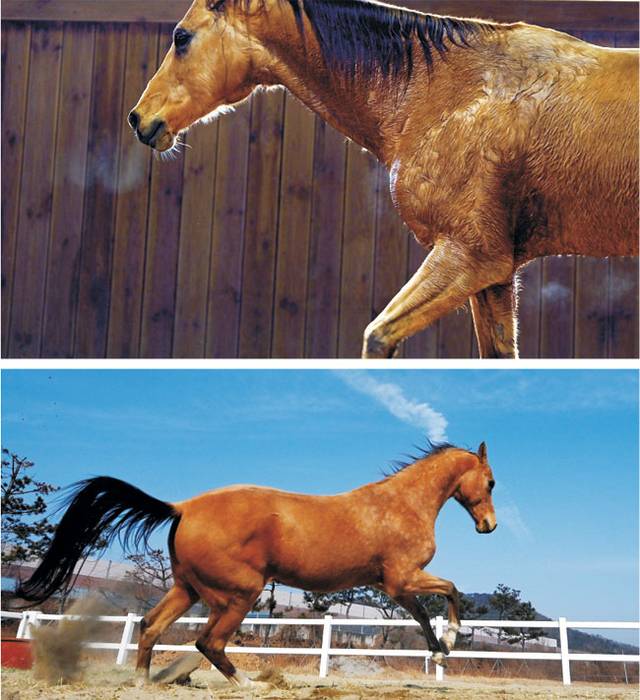 아할테케 품종의 말은 달리면 목에 난 고동색 털과 윤기나는 꼬리 털이 마구 흔들린다. 박윤슬 기자