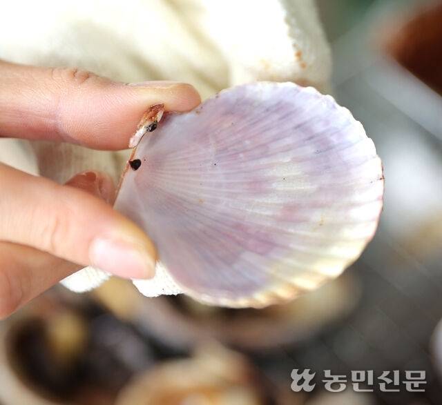 드라마 주인공처럼 조개껍데기에 소주를 따라 마셔본다. 안산＝김원철 프리랜서 기자