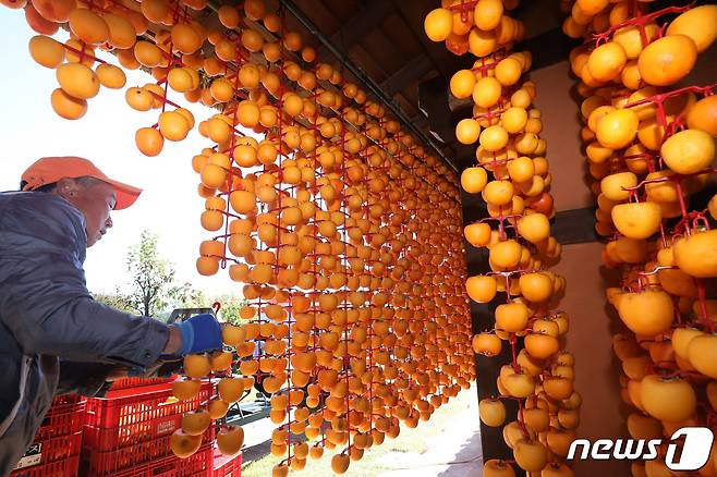 경북 상주시 외남면 상주곶감공원에서 주민들이 곶감을 만들기 위해 올해 수확한 둥시 감을 깎아 타래에 주렁주렁 매달고 있다. 2022.10.19 ⓒ 뉴스1 공정식 기자