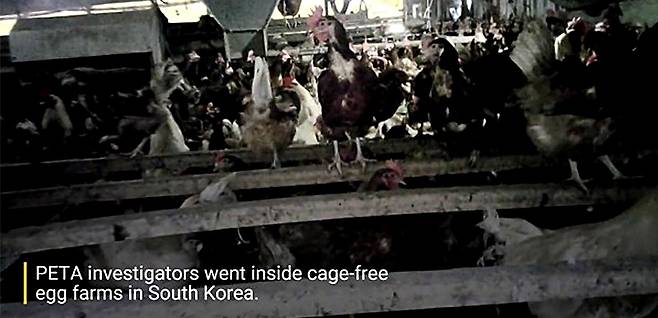 동물권 단체 'PETA'가 공개한 국내 동물복지 농장 모습 [출처 : PETA]