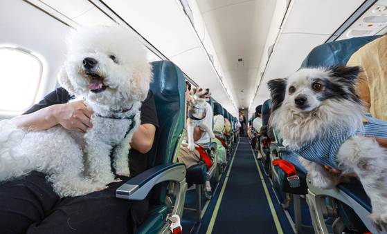 반려견과 보호자들이 함께 여행을 떠나는 상품인'댕댕이 제주 전세기.' [사진 공항사진기자단]