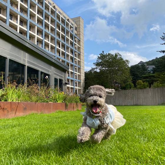 강원도 평창군 휘닉스파크는 1층 숙소와 마당이 이어지는 반려견 동반 숙소를 운영하고 있다. [중앙포토]