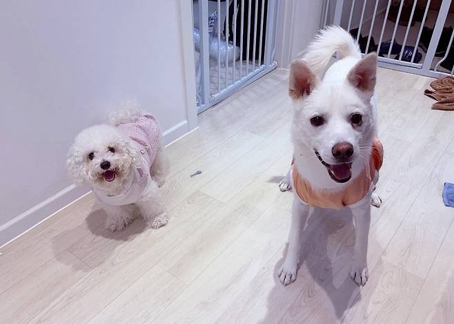 매일 집에 놀러 오는 옆집 반려견 '우유(왼쪽)'와 A 씨의 반려견 '머루'(인스타그램 podopodopo 제공) ⓒ 뉴스1
