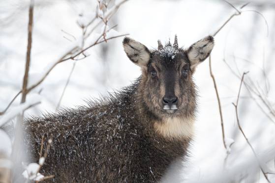 강원 화천군 산지에서 포착된 산양. 사진 국립공원을지키는시민의모임