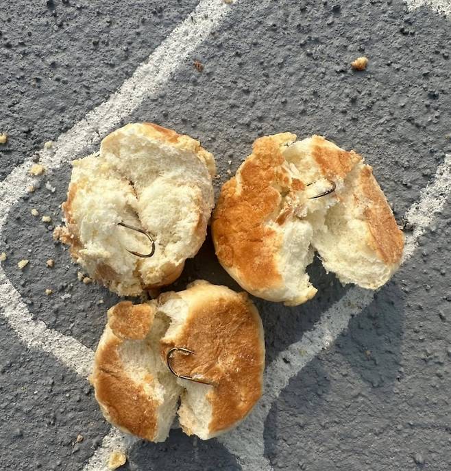 전남 나주 금천면에 있는 나주반려견놀이터에서 발견됐다고 알려진 낚싯바늘 박힌 빵. 엑스(X) 캡처