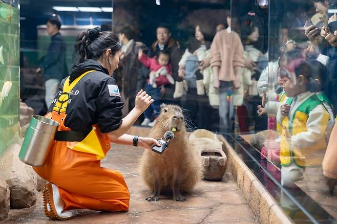 롯데월드 아쿠아리움의 ‘카피바라의 오물오물 먹방 시간’ 생태설명회. 롯데월드 제공.