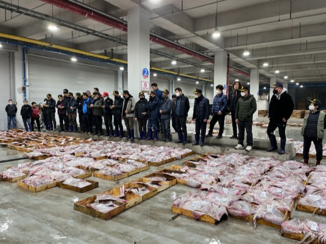 군산이 참홍어 전국 최대 생산 지역으로 자리매김하고 있다. 사진은 위판 모습/사진제공=군산시