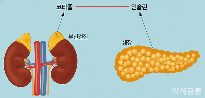 코티졸과 인슐린 작용.