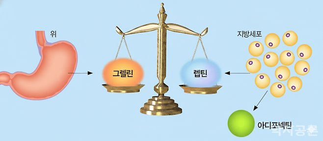 체중 조절의 핵심은 식욕 조절 호르몬인 '렙틴', 촉진 호르몬 '그렐린'의 균형.