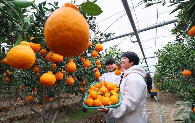 지난달 27일 경남 함양군 지곡면 남효마을 금수강산 농원에서 전희주 씨 가족이 설 대목을 앞두고 한라봉을 수확하고 있다. (함양군 제공. 재판매 및 DB 금지)ⓒ 뉴스1