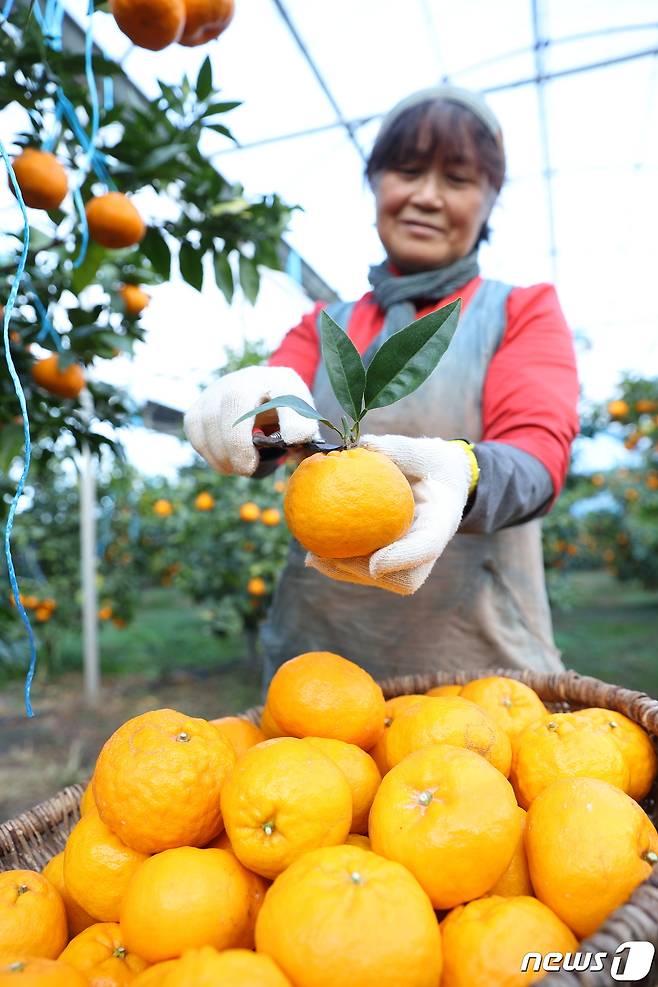 제주시 애월읍의 한 감귤 농장에서 농민이 농촌진흥청 국립원예특작과학원이 개발한 국산 만감류 '윈터프린스'를 수확하고 있다.(농촌진흥청 제공)ⓒ 뉴스1