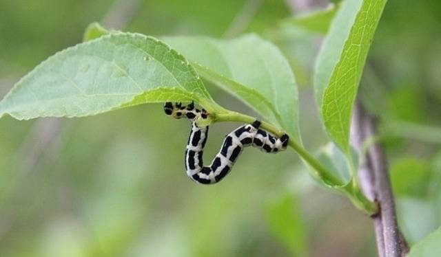 ▲ 자나방 애벌레