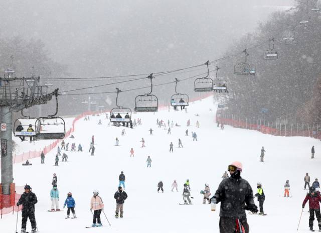▲ 강원 춘천시 엘리시안강촌 스키장에서 많은 스키어·스노보더가 폭설 속에 슬로프를 내려오며 겨울을 즐기고 있다. 연합뉴스.