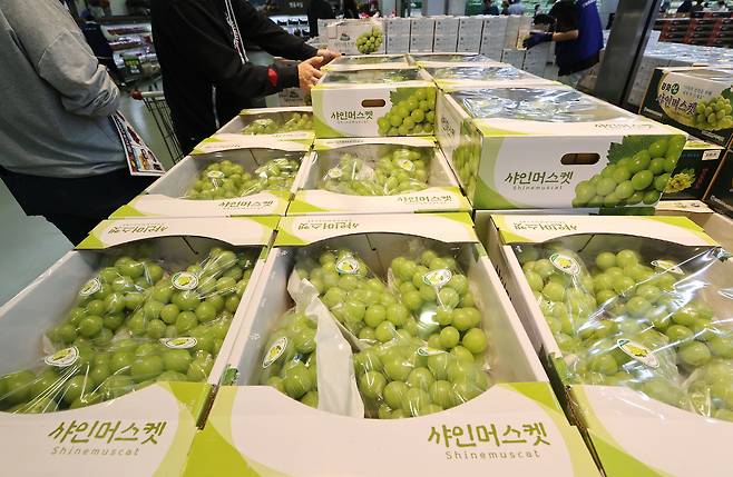 Shine Muscat grapes are on display at a large supermarket in Seoul on Oct. 6, 2024. [YONHAP]