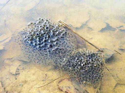 큰산개구리가 산란한 알의 모습. 뉴스1