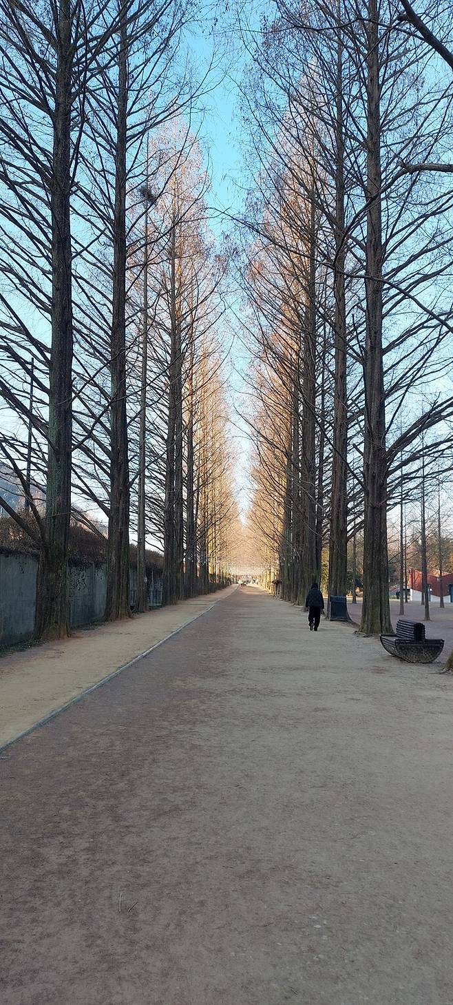 공식 개정전 메타세쿼이아 거리를 산책하는 방문객.