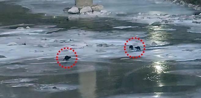 1월 9일 오전 7시 30분경 경상북도 봉화군 석포면 영풍 석포제련소 직원이 출근길에 제련소 앞 하천에서 수달 3마리를 발견해 촬영했다. [영풍그룹]