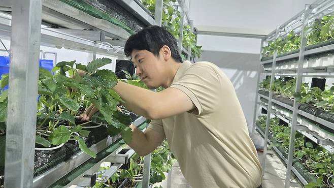 어밸브는 더운 베트남에서도 현지화한 스마트팜 기술을 활용, 공산품을 찍어내듯 균일한 고품질 딸기를 생산해내고 있다.(어밸브 제공)
