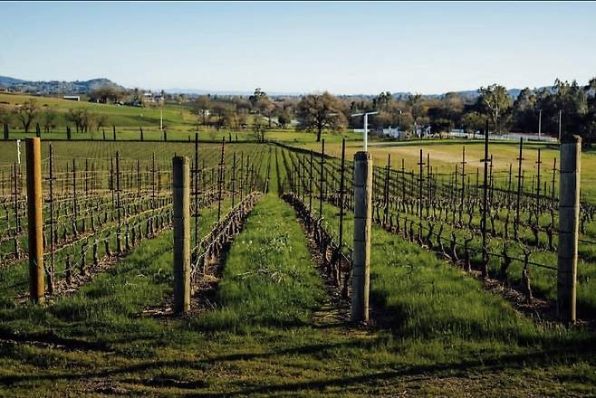 로이 에스테이트 포도밭. 인스타그램